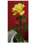 rosa3.jpg