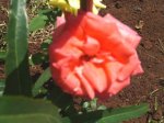rosa5.jpg