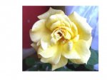rosa4.jpg
