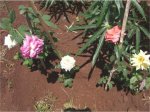 rosas6.jpg