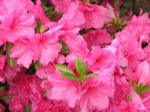 225px-Azaleas-123268.jpeg