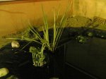 Plantas y tortuga.jpg