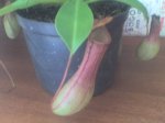 nepenthes.jpg