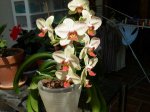 PHALAENOPSIS CACHARAL ROC.JPG