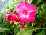 Ipomoea horsfalliae.JPG