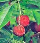 fruto madroño.jpg