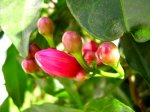 ipomoea.JPG