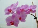 phal.JPG