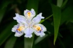 flor_01.jpg