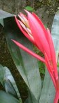flor_03.jpg
