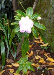 flor_04.jpg