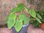 planta_01.jpg