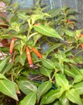 planta_02.jpg