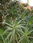 planta_03.jpg
