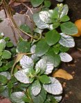 planta_04.jpg