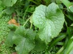 planta_05.jpg