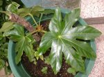 planta_06.jpg