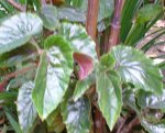 planta_08.jpg