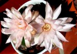 Gymnocalycium horstiiflores3.jpg
