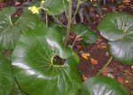 ligularia_hoja.jpg