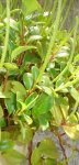 DSC02936-1.JPG