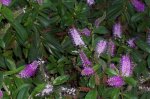100_0535.JPG