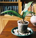 phal rosa año2004-1.jpg