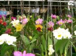 Bali_Tailandia 503.jpg