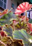 planta_10.jpg