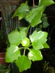 planta_11.jpg