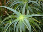 planta_12.jpg