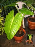 planta_13.jpg