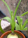 planta_15.jpg