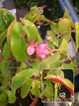 planta_16.jpg