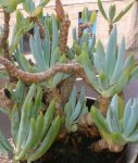 planta_17.jpg