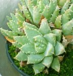 planta_18.jpg