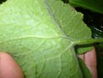 planta_21.jpg