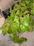 planta_22.jpg