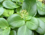 planta_27.jpg