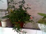 ROSA MINI1.JPG