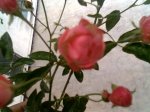 ROSAL MINI.JPG