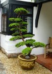 taxus.jpg