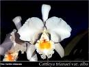 cattleya de duber.jpg