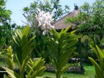 Bali_Tailandia 241.jpg