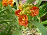Bali_Tailandia 506.jpg