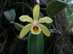 cattleya luteola2.jpg