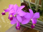 Cattleya violacea.JPG
