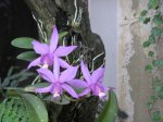 cattleya nobilior13.jpg
