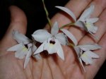 ORQUIDEAS 224PEQUE.JPG