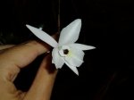 ORQUIDEAS 216PEQUE.JPG